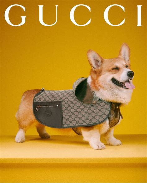 gucci corgi|gucci dog coats.